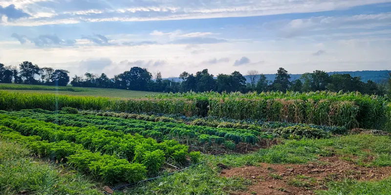 Building a local food system